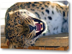   Картина Леопард