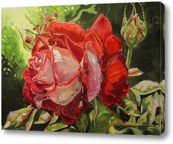   Картина Роза с капельками утренней росы