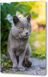   Картина Grey cat on the grass.	