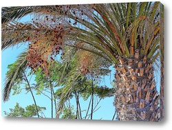   Картина Финиковая пальма