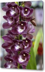   Картина Роскошная ветка бордовой орхидеи цимбидиум