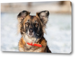   Картина Cute red with white dog mongrel on a winter background