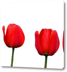   Картина Пара тюльпанов