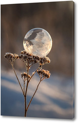   Картина Замёрзший мыльный пузырь на растении