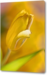   Картина Жёлтый тюльпан
