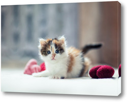   Картина Котенок с сердцами