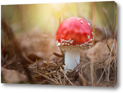   Картина Amanita muscari, fly agaric beautiful red-headed hallucinogenic toxic mushroom.