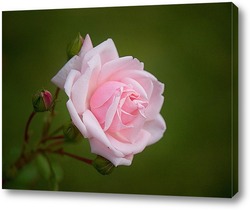   Картина Роза белая с розовой оторочкой