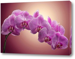   Картина "Дикая Орхидея-Удивительный цветок".