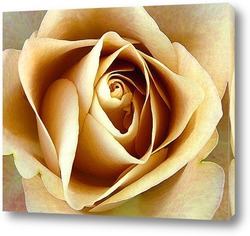  Beautiful red rose flower, closeup	