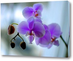  Орхидея розовая