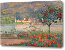  Цветущая метла на Бриони