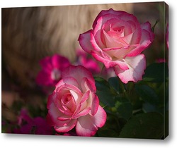  Розы в розовом