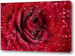   Картина Natural red roses background