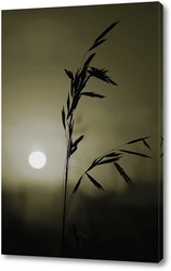   Картина Колос растения на фоне заката