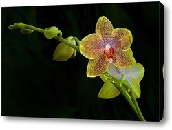    орхидея