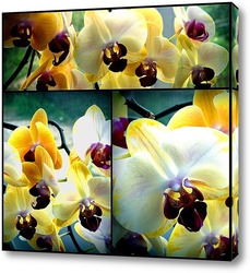   Картина Коллаж. Орхидеи