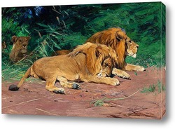    Львы на отдыхе