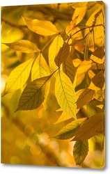   Картина Желтые листья