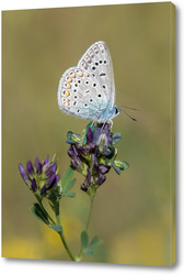   Картина Красивая бабочка на цветке