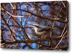  Close-up of an Eurasian Jay (Garrulus glandarius) on a tree in winter