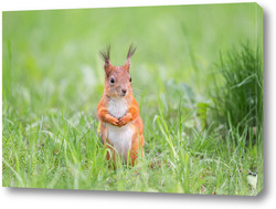   Картина Red squirrel sits in the grass.