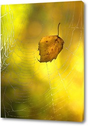   Картина кленовый лист в паутине