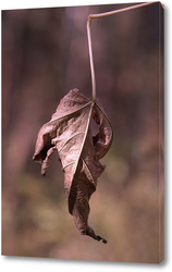   Картина Осенний лист дерева