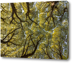   Картина Кроны деревьев в лесу
