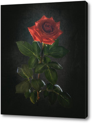   Картина Роскошная алая роза на черном фоне