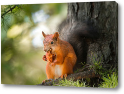   Картина Squirrel in the autumn park.	