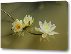   Картина Лилии на воде