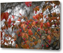  Осенний цвет бересклета