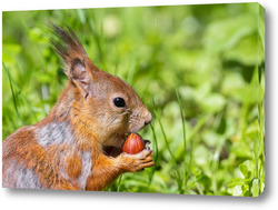  Red squirrel sitting on a tree branch in winter forest and nibbling seeds on snow covered trees background.