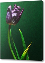   Картина тюльпан