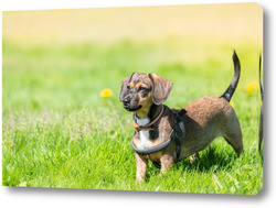   Картина Miniature Dachshund standing in long grass	