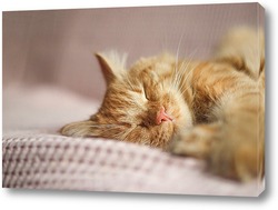    Спящий кот породы Мейн-Кун