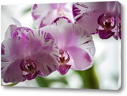    Орхидея доритинопсис Жемчужина Тейды
