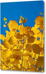    Кленовые листья на фоне голубого неба