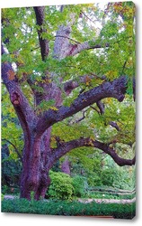   Картина Старое дерево