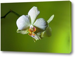    белые орхидеи