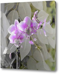    Цветущая орхидея