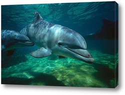   Картина Dolphin077