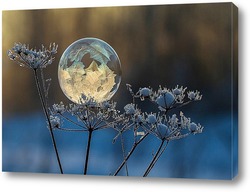   Картина Замёрзший мыльный пузырь на веточке сухого растения