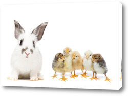  animals on isolated white background