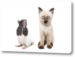    Animals on isolated white background