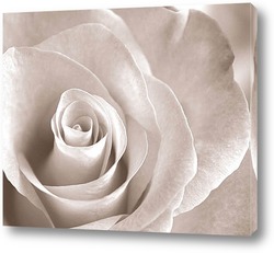   Картина Роза – царица цветов
