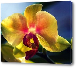   Картина Орхидея фаленопсис Радуга