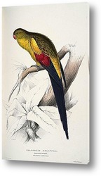   Картина Чернохвостый попугай