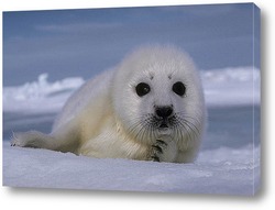   Картина Seal012